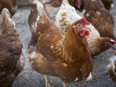Gripe aviar detectada en dos parvadas de aves de corral del sur de Ontario