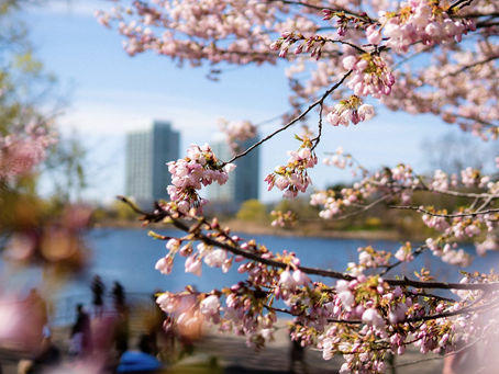 High Park permanecerá abierto durante el florecimiento de los arboles de cerezo