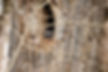 Article 43, Image 1.jpg