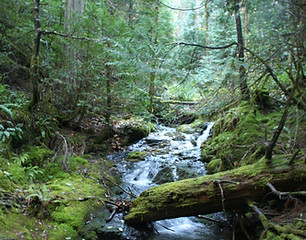 Article 22, Image 1 Pipe Fork Forest