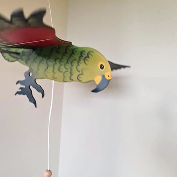 Thumbnail: Kea/ NZ mountain parrot