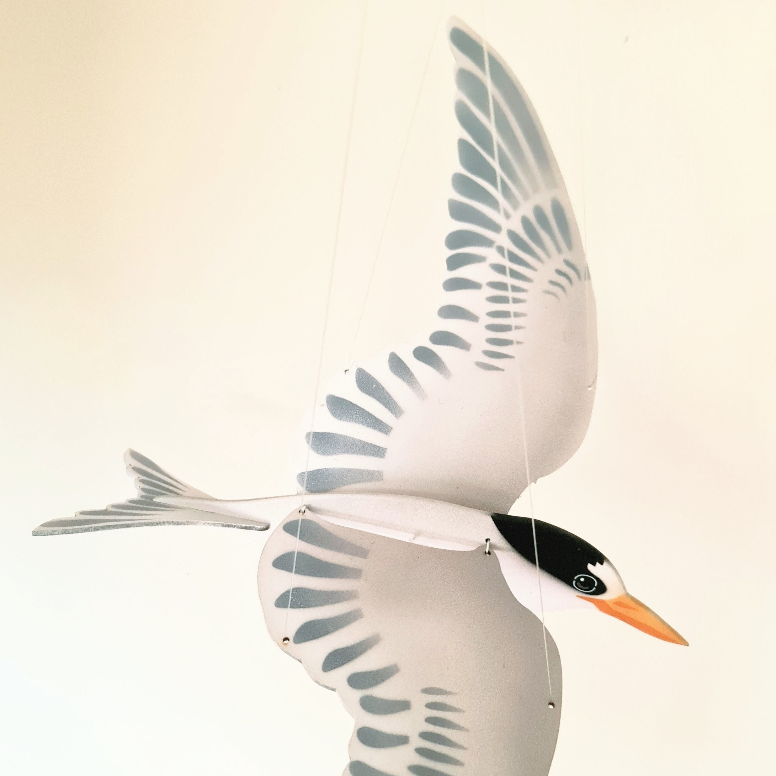 Fairy tern