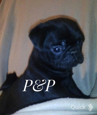 Black Male - SOLD