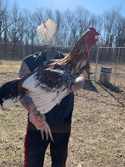 Nice young Cockerel we kept back
