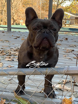 Zephyr
