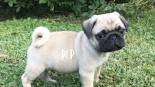 Want to adopt a P & P Pug