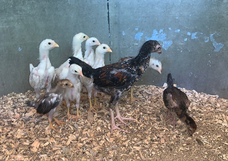 Indio chicks