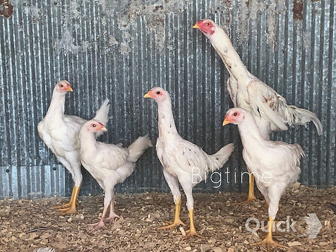 Growing some white Indios