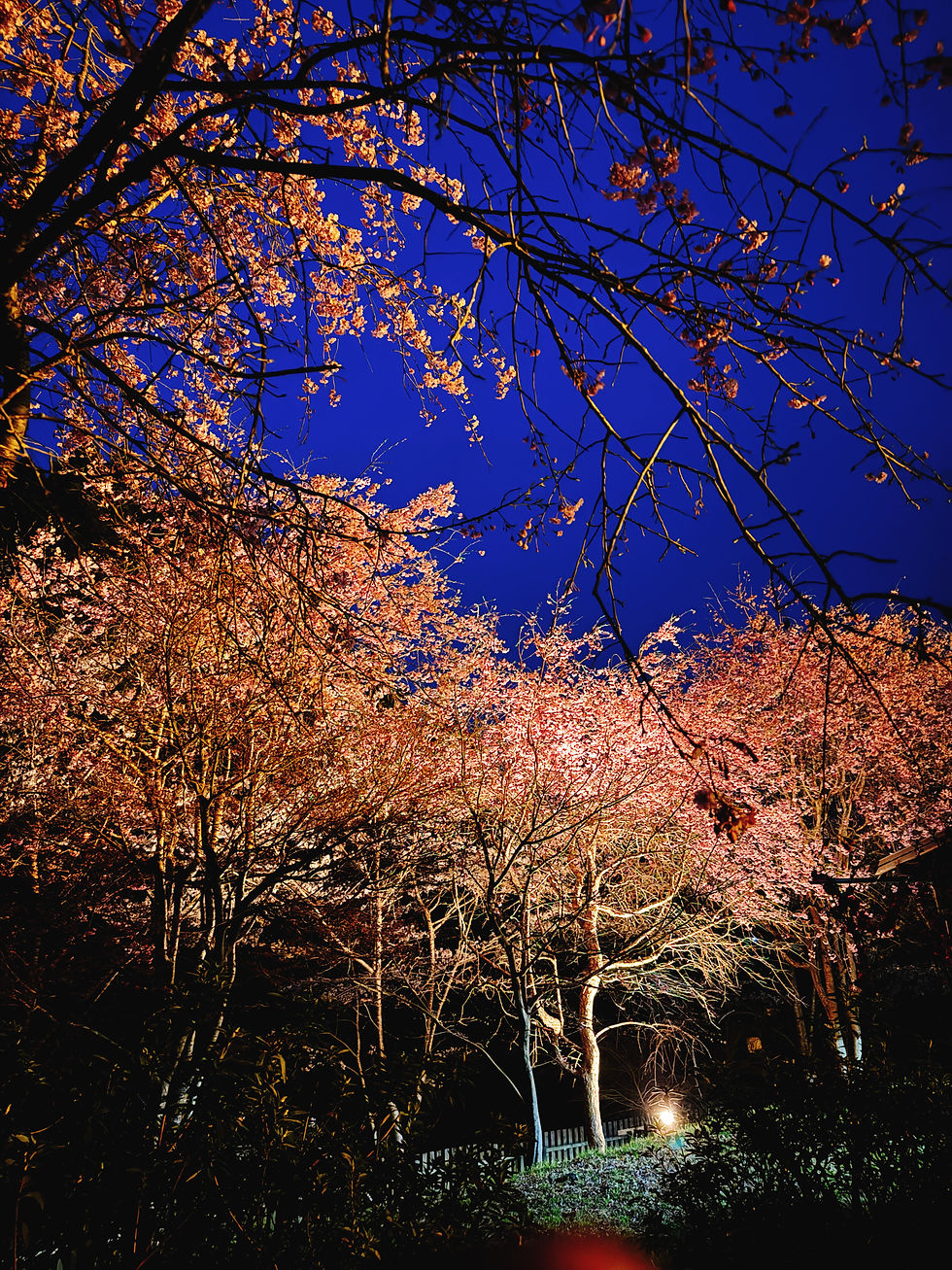 ライジングフィールド山家夜桜