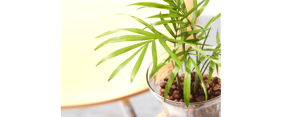 観葉植物