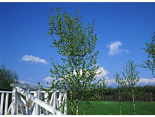林と青い空