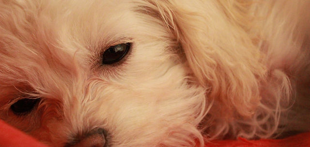 眠そうな犬