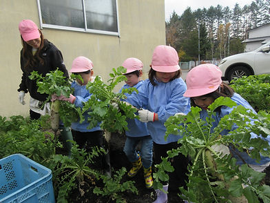 帯広わかば幼稚園大根抜き