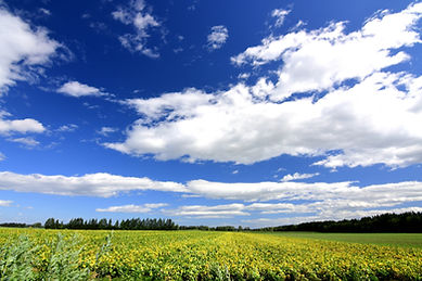 北海道の豆畑