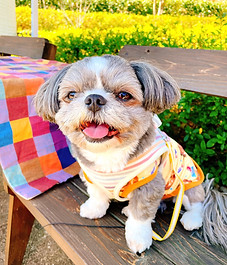 ライジングフィールド山家杏豆部長