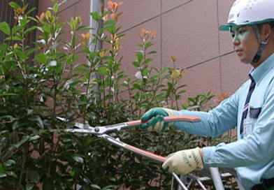 ダスキン赤とんぼトータルグリーン庭木剪定サービス