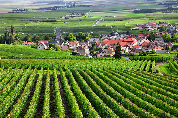 98143515_amaburgundy_vineyard.jpeg