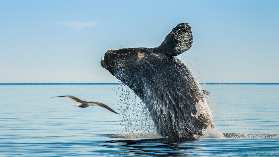 Southern Right Whale breaching from calm blue ocean as a seagull flies past under a clear sky