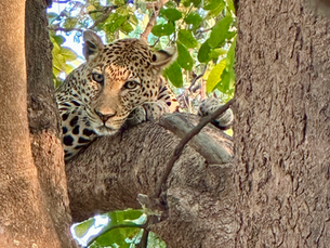 Leopard resting on a tree branch, surrounded by lush green leaves. Sunlight filters through, highlighting its spotted coat. Relaxed mood.