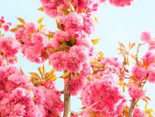 Blooming Highways, Our Favorite Spring Road Trips