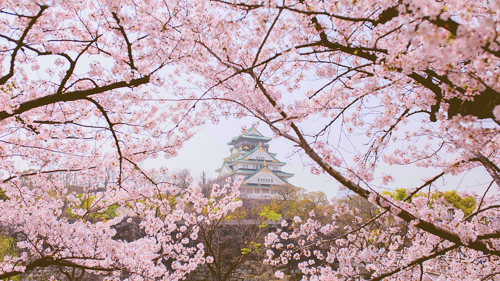 Japanese cherry blossoms in full bloom