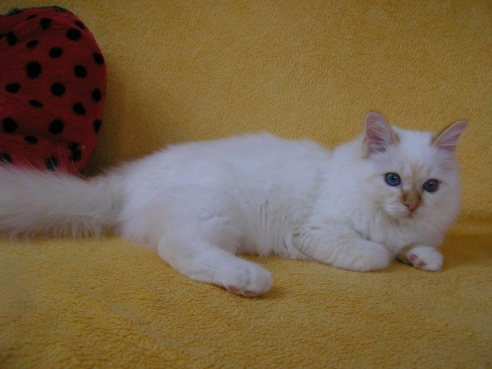 VICOMTE