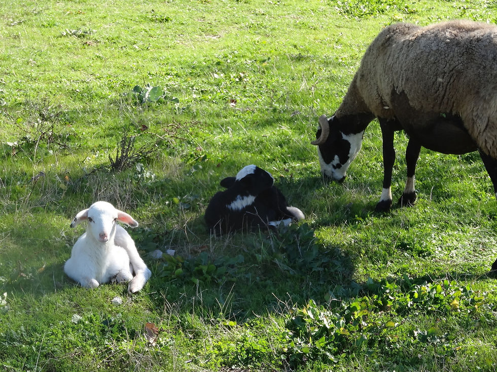 Moutons et agneaux