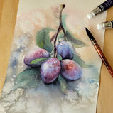Watercolor Prunes