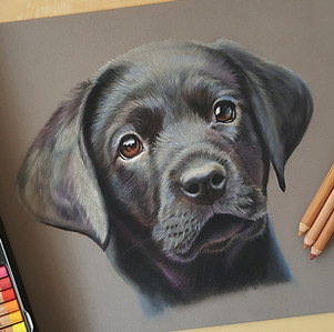 BlackDogPastel.jpg