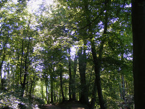 Some Benefits of Forest Bathing