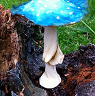 Magic, mushroom, Fairy, Garden, Miniature, Congleton, Glebe Farm, Astbury, Cheshire Toy Shop, Staffordshire