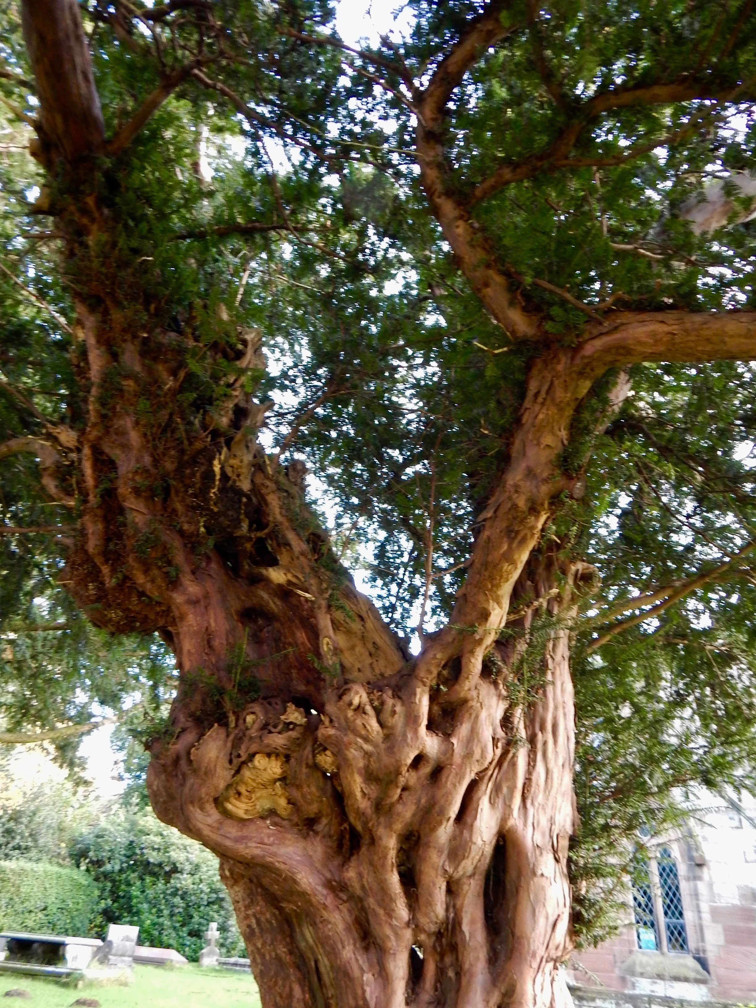 Yew Transcendence November