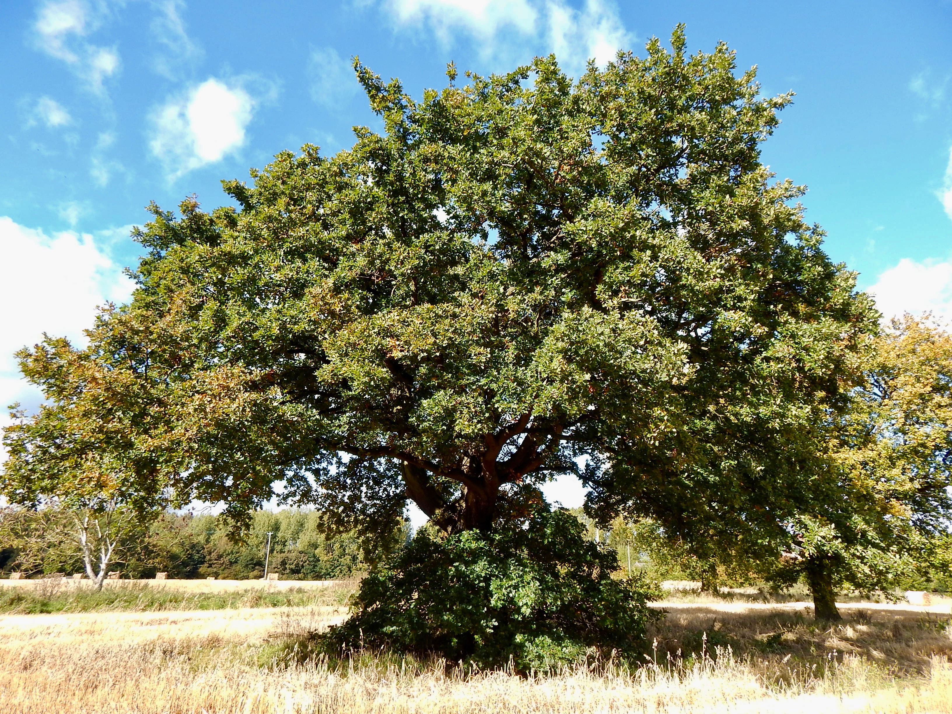 Midsummer Magic Solstice Oak