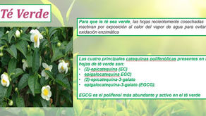 TÉ VERDE Y SU COMPOSICIÓN