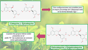 CATEQUINAS PRESENTES EN EL TÉ VERDE