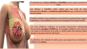 Cáncer de Mama
