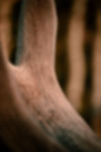 close up on elk velvet antler