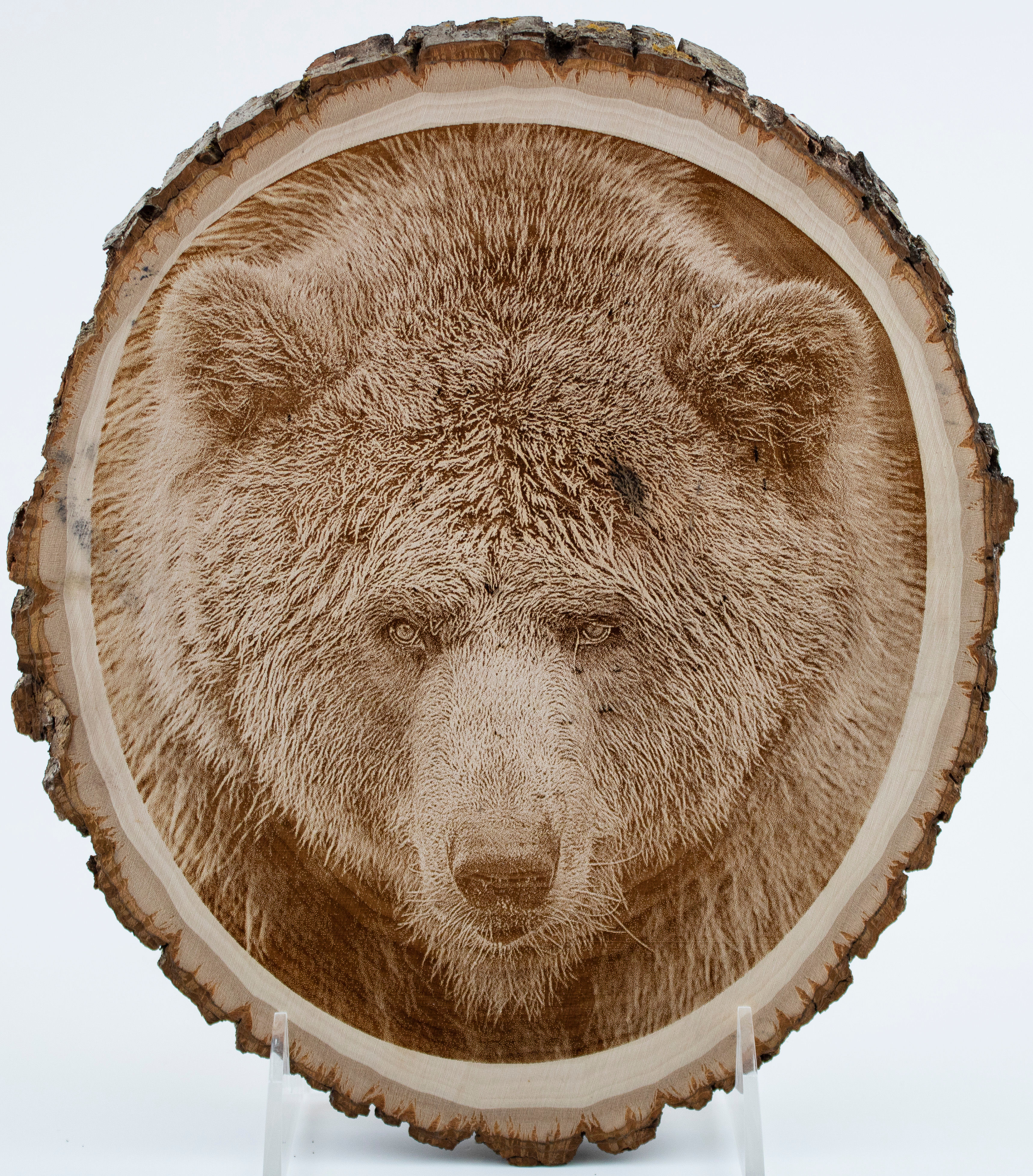 Bear portrait