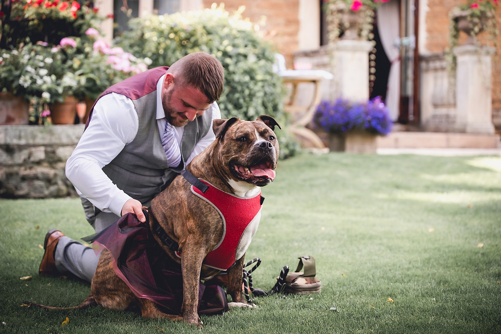 Dog Bridesmaid