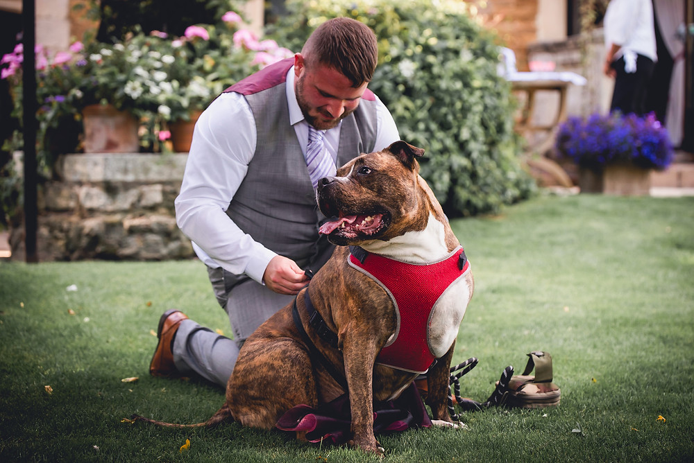 Dog Bridesmaid Getting Ready