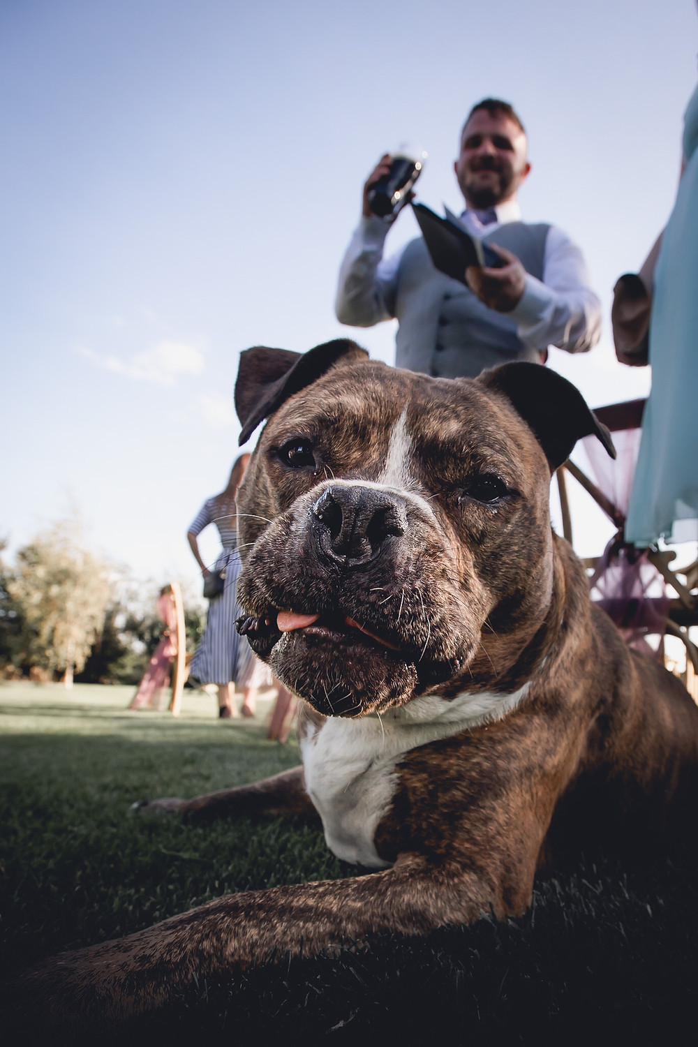 Dog Bridesmaid