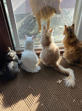 Pip & Paws Kitties