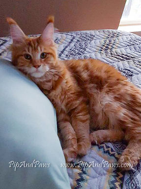 pip and paws maine coons 7