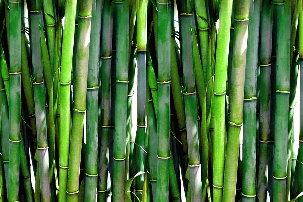bamboo