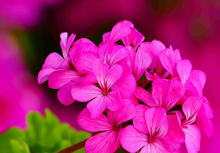 Geranium