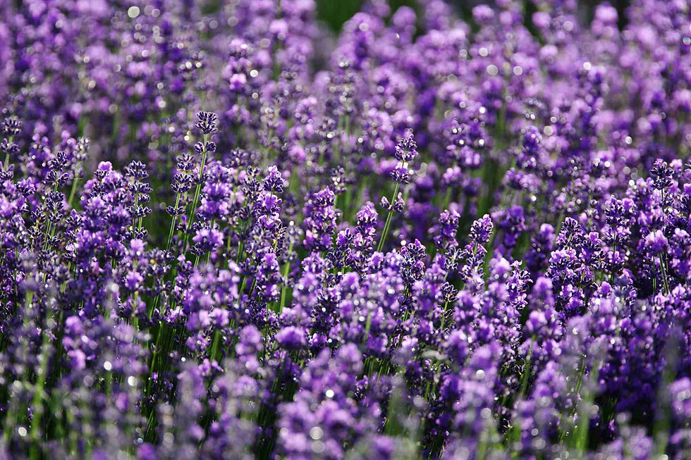 lavender