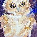 Northern Saw Whet Owl.jpeg