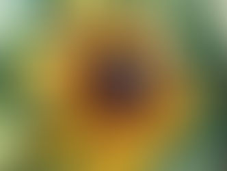 Bee Loose Sunflower