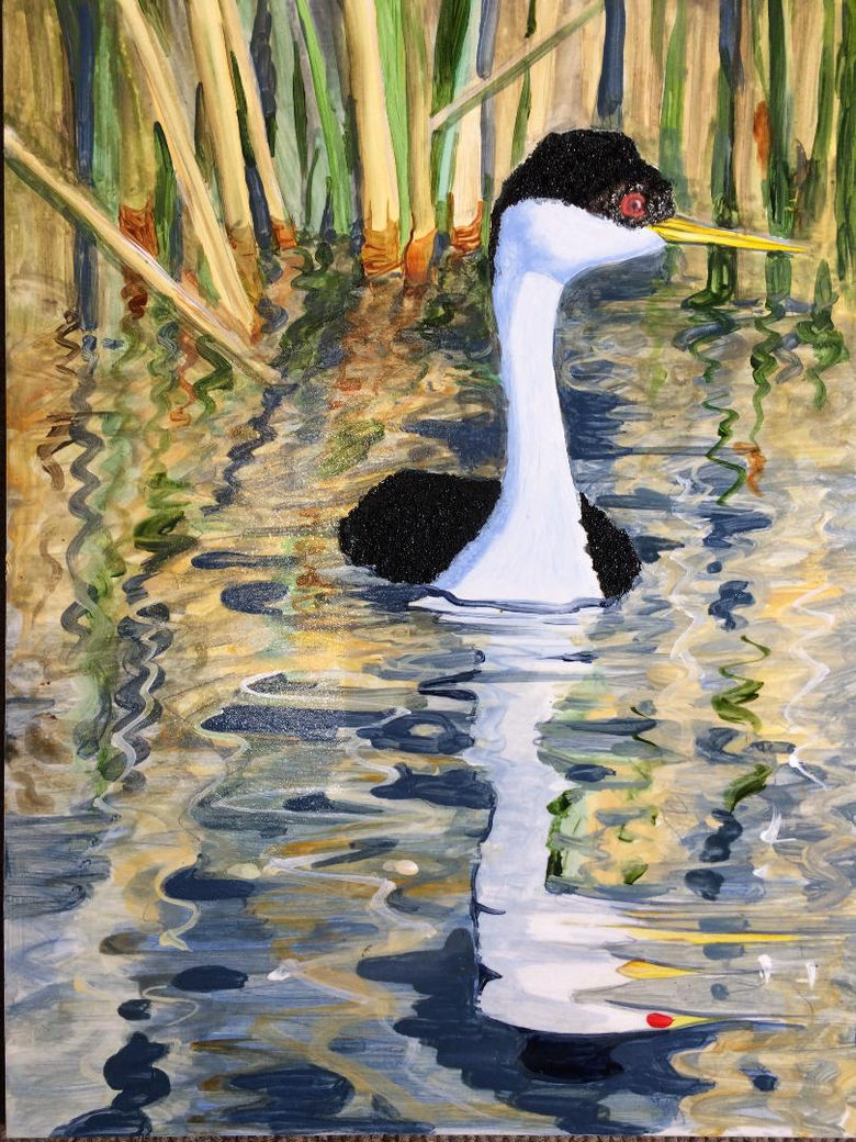 Western Grebe — painting by Colette Pitcher