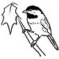 drawing of Carolina Chickadee by Colette Pitcher